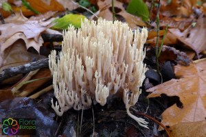 Ramaria stricta